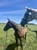 Horse ad