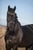 Horse ad