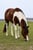 Horse ad