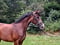 Annuncio cavallo