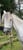 Horse ad