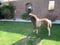 Anuncio de caballos
