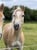 Annuncio cavallo