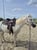Horse ad
