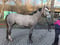 Annuncio cavallo