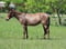 Horse ad