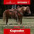 Annuncio cavallo