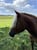 Horse ad
