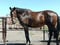 Horse ad