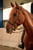 Annuncio cavallo