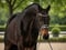 Horse ad