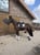 Annuncio cavallo