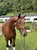 Annuncio cavallo