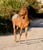 Annuncio cavallo