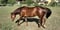 Horse ad