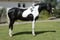 Annonce cheval