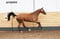 Annuncio cavallo