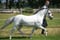 Annuncio cavallo