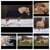 Annonce cheval