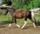 Horse ad