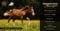 Horse ad