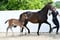 Annuncio cavallo