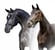 Annuncio cavallo