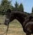 Annuncio cavallo