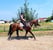 Annuncio cavallo