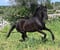 Horse ad