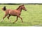 Annonce cheval