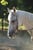 Horse ad