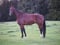 Annonce cheval