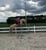 Horse ad