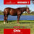 Horse ad