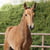 Anuncio de caballos
