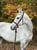 Annuncio cavallo