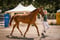 Horse ad