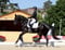 Annuncio cavallo