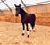 Annuncio cavallo
