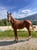 Horse ad