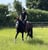 Annuncio cavallo