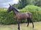 Horse ad