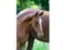 Horse ad