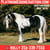 Horse ad