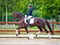 Annuncio cavallo