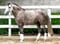 Annuncio cavallo