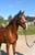Annuncio cavallo
