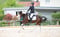 Horse ad