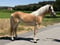 Annuncio cavallo
